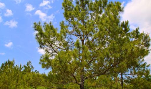 Photo of UNDER CONTRACT!  136 ac Hunting Land for Sale in Pamlico County NC!