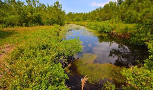 Photo of UNDER CONTRACT!  136 ac Hunting Land for Sale in Pamlico County NC!