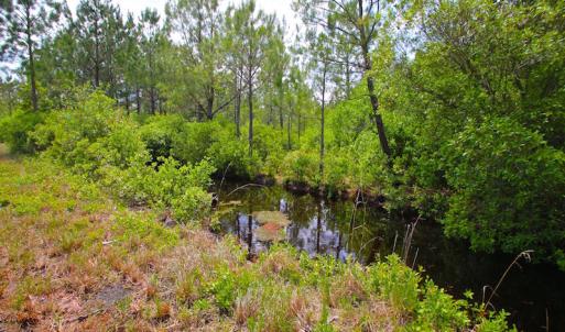 Photo of UNDER CONTRACT!  136 ac Hunting Land for Sale in Pamlico County NC!