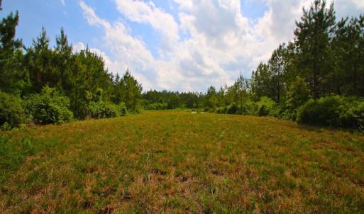 Photo of UNDER CONTRACT!  136 ac Hunting Land for Sale in Pamlico County NC!