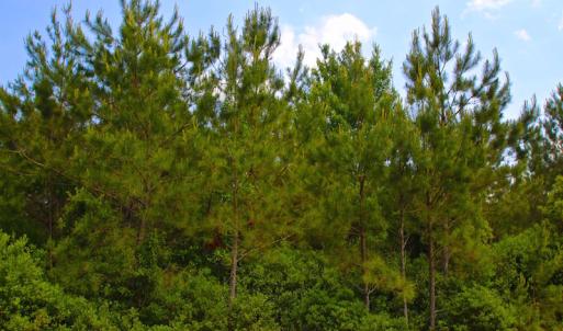 Photo of UNDER CONTRACT!  136 ac Hunting Land for Sale in Pamlico County NC!