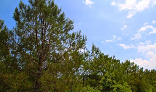 Photo of UNDER CONTRACT!  136 ac Hunting Land for Sale in Pamlico County NC!