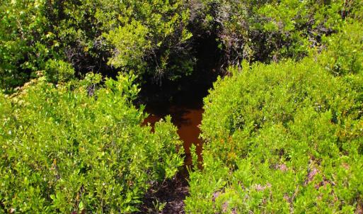 Photo of UNDER CONTRACT!  136 ac Hunting Land for Sale in Pamlico County NC!