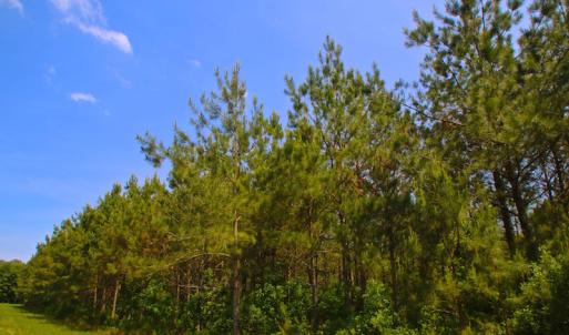 Photo of UNDER CONTRACT!  136 ac Hunting Land for Sale in Pamlico County NC!