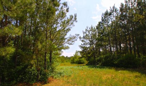 Photo of UNDER CONTRACT!  136 ac Hunting Land for Sale in Pamlico County NC!