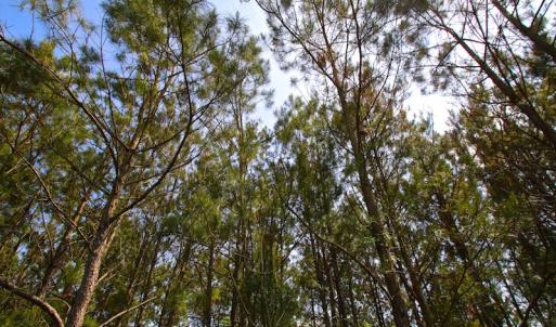 Photo of UNDER CONTRACT!  136 ac Hunting Land for Sale in Pamlico County NC!
