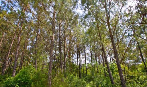 Photo of UNDER CONTRACT!  136 ac Hunting Land for Sale in Pamlico County NC!