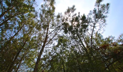 Photo of UNDER CONTRACT!  136 ac Hunting Land for Sale in Pamlico County NC!