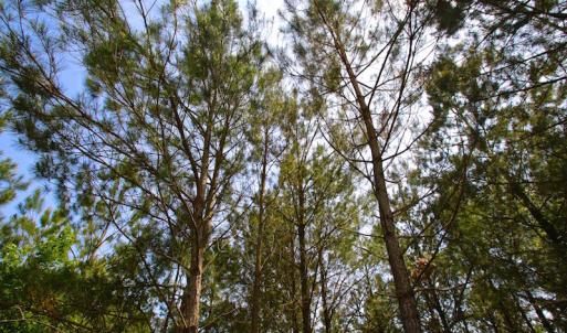 Photo of UNDER CONTRACT!  136 ac Hunting Land for Sale in Pamlico County NC!