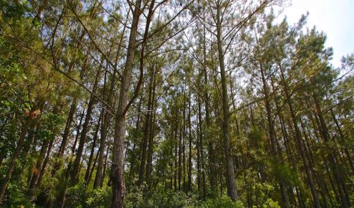 Photo of UNDER CONTRACT!  136 ac Hunting Land for Sale in Pamlico County NC!