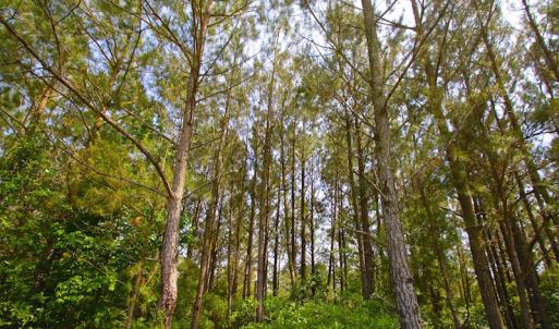 Photo of UNDER CONTRACT!  136 ac Hunting Land for Sale in Pamlico County NC!