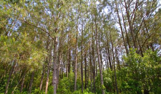 Photo of UNDER CONTRACT!  136 ac Hunting Land for Sale in Pamlico County NC!