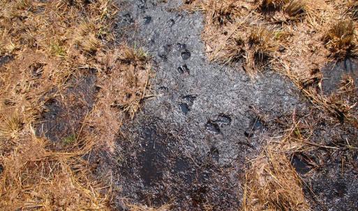 Photo of UNDER CONTRACT!  136 ac Hunting Land for Sale in Pamlico County NC!
