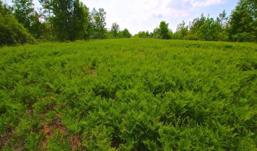 Photo of UNDER CONTRACT!  136 ac Hunting Land for Sale in Pamlico County NC!