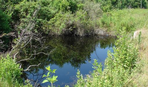 Photo of UNDER CONTRACT! 71 ac Hunting Land For Sale in Bladen County NC!