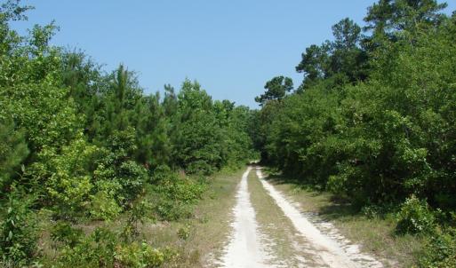 Photo of UNDER CONTRACT! 71 ac Hunting Land For Sale in Bladen County NC!