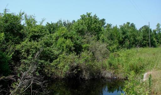 Photo of UNDER CONTRACT! 71 ac Hunting Land For Sale in Bladen County NC!