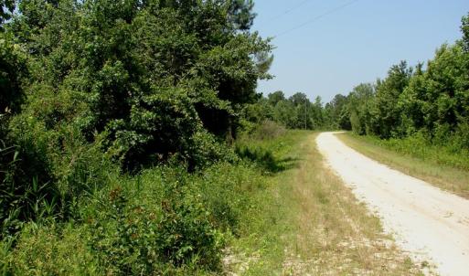Photo of UNDER CONTRACT! 71 ac Hunting Land For Sale in Bladen County NC!