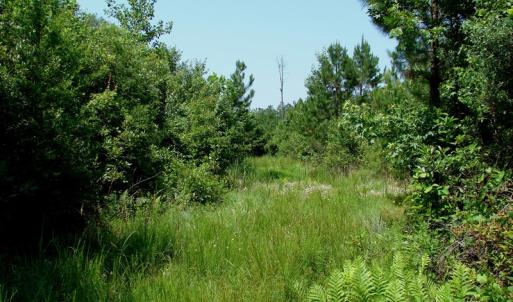 Photo of UNDER CONTRACT! 71 ac Hunting Land For Sale in Bladen County NC!
