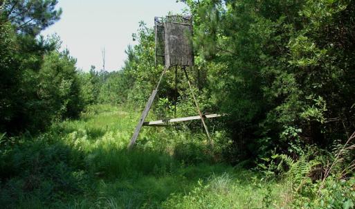 Photo of UNDER CONTRACT! 71 ac Hunting Land For Sale in Bladen County NC!