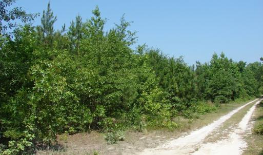 Photo of UNDER CONTRACT! 71 ac Hunting Land For Sale in Bladen County NC!