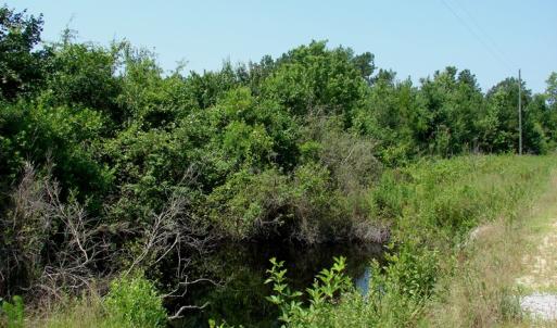 Photo of UNDER CONTRACT! 71 ac Hunting Land For Sale in Bladen County NC!
