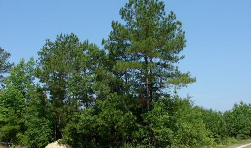 Photo of UNDER CONTRACT! 71 ac Hunting Land For Sale in Bladen County NC!