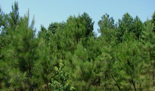 Photo of UNDER CONTRACT! 71 ac Hunting Land For Sale in Bladen County NC!