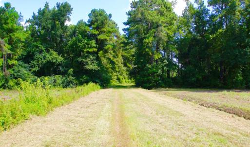 Photo of UNDER CONTRACT!  217 ac Timber and Hunting Land for Sale in Jones County NC!