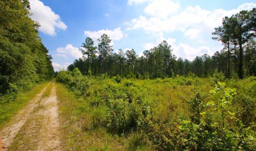 Photo of UNDER CONTRACT!  217 ac Timber and Hunting Land for Sale in Jones County NC!