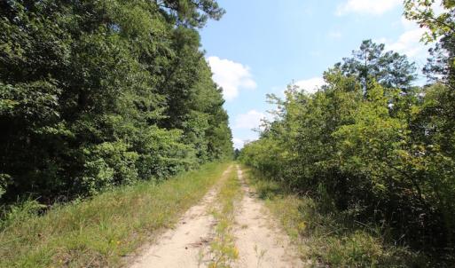 Photo of UNDER CONTRACT!  217 ac Timber and Hunting Land for Sale in Jones County NC!