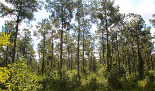 Photo of UNDER CONTRACT!  217 ac Timber and Hunting Land for Sale in Jones County NC!