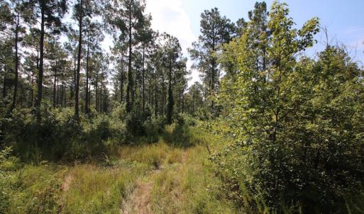 Photo of UNDER CONTRACT!  217 ac Timber and Hunting Land for Sale in Jones County NC!