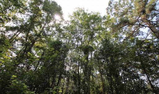 Photo of UNDER CONTRACT!  217 ac Timber and Hunting Land for Sale in Jones County NC!