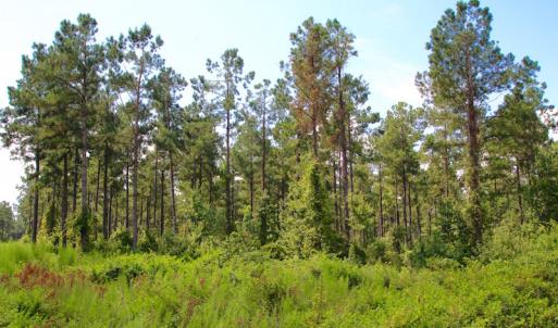 Photo of UNDER CONTRACT!  217 ac Timber and Hunting Land for Sale in Jones County NC!