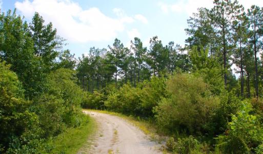 Photo of UNDER CONTRACT!  217 ac Timber and Hunting Land for Sale in Jones County NC!