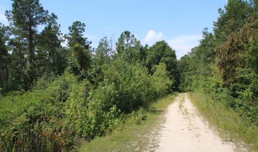Photo of UNDER CONTRACT!  217 ac Timber and Hunting Land for Sale in Jones County NC!