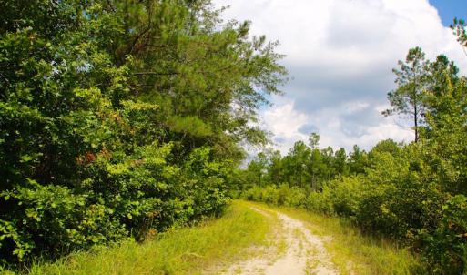 Photo of UNDER CONTRACT!  217 ac Timber and Hunting Land for Sale in Jones County NC!