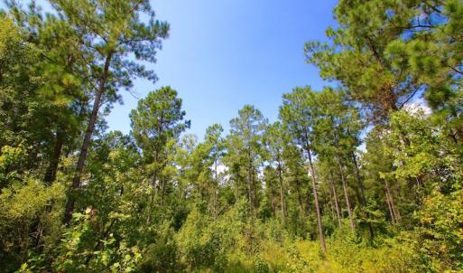 Photo of UNDER CONTRACT!  217 ac Timber and Hunting Land for Sale in Jones County NC!
