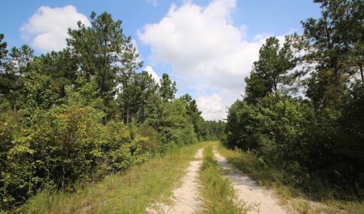 Photo of UNDER CONTRACT!  217 ac Timber and Hunting Land for Sale in Jones County NC!
