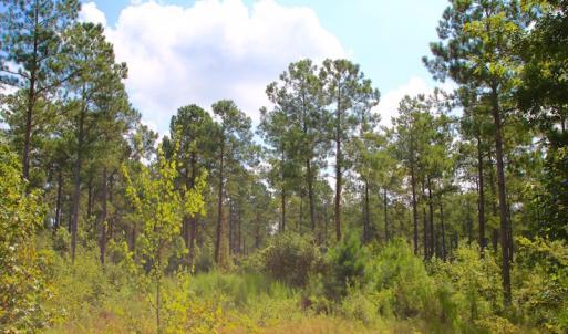 Photo of UNDER CONTRACT!  217 ac Timber and Hunting Land for Sale in Jones County NC!