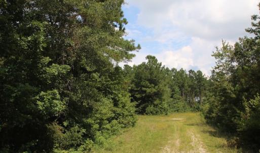 Photo of UNDER CONTRACT!  217 ac Timber and Hunting Land for Sale in Jones County NC!