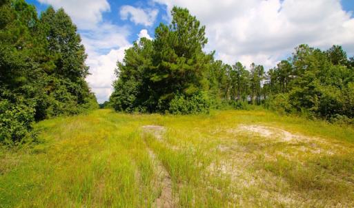 Photo of UNDER CONTRACT!  217 ac Timber and Hunting Land for Sale in Jones County NC!