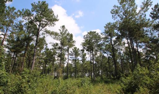 Photo of UNDER CONTRACT!  217 ac Timber and Hunting Land for Sale in Jones County NC!