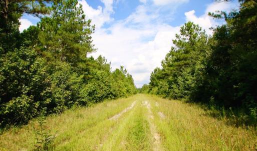 Photo of UNDER CONTRACT!  217 ac Timber and Hunting Land for Sale in Jones County NC!