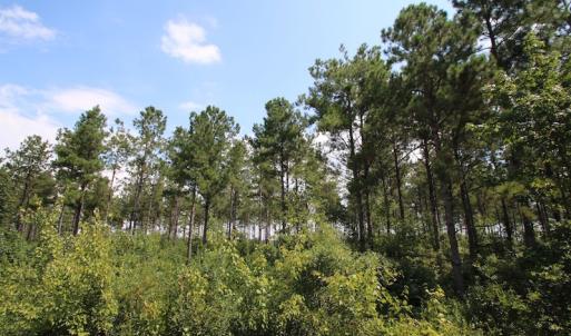 Photo of UNDER CONTRACT!  217 ac Timber and Hunting Land for Sale in Jones County NC!