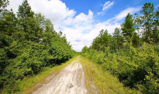 Photo of UNDER CONTRACT!  217 ac Timber and Hunting Land for Sale in Jones County NC!