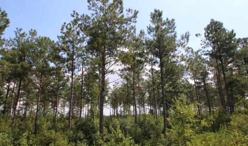 Photo of UNDER CONTRACT!  217 ac Timber and Hunting Land for Sale in Jones County NC!