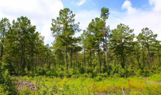 Photo of UNDER CONTRACT!  217 ac Timber and Hunting Land for Sale in Jones County NC!