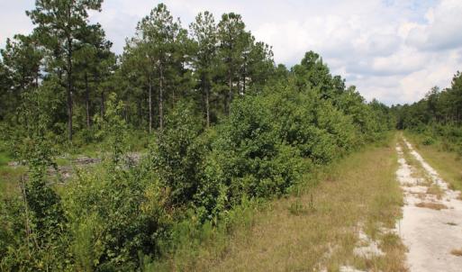 Photo of UNDER CONTRACT!  217 ac Timber and Hunting Land for Sale in Jones County NC!